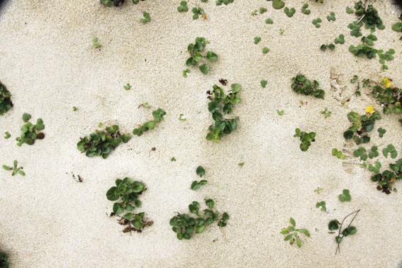 浜辺の植物