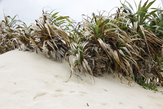 浜辺の植物